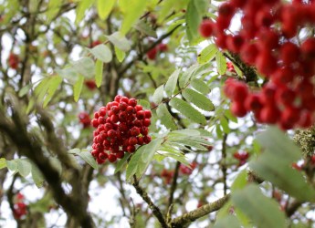 Tree Traditions: Wassailing