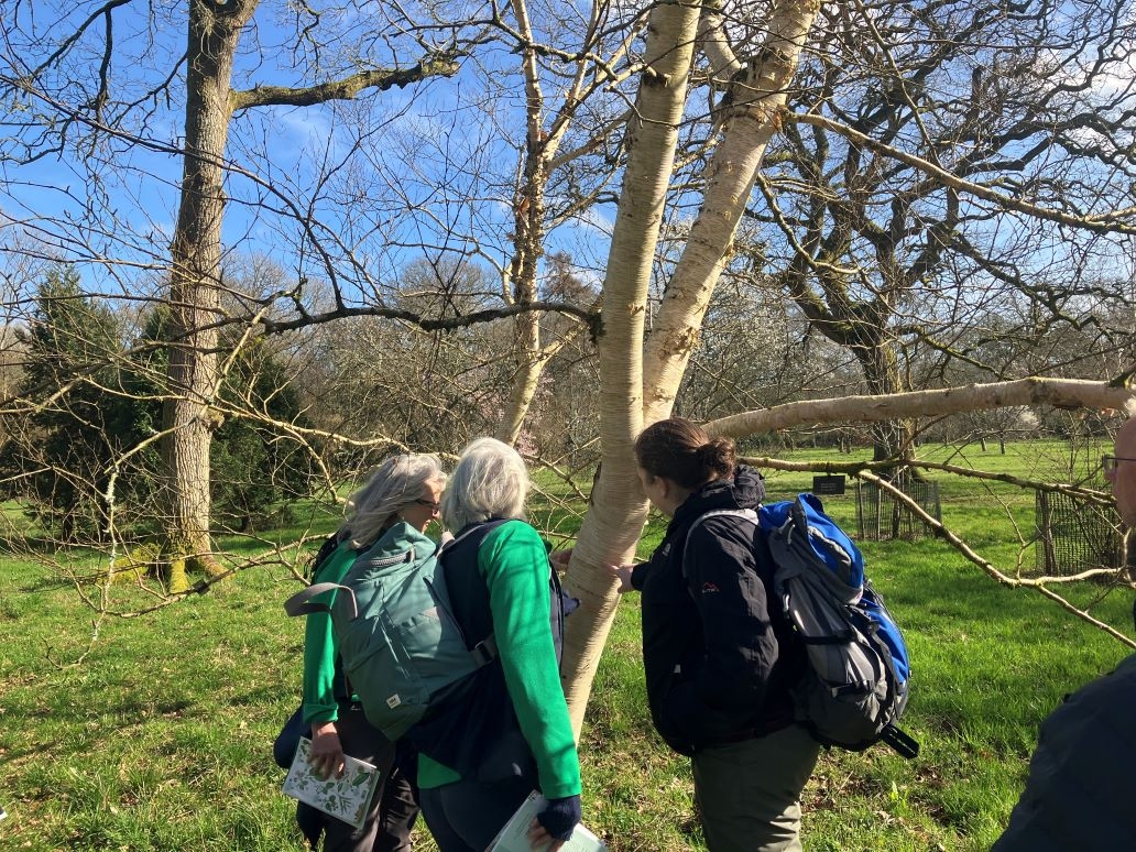 Trees and Traditions: winter identification, bark, buds and blackthorn